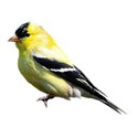 goldfinch 2