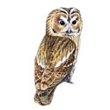 owl