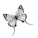 butterfly 4