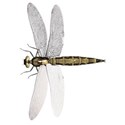 Dragonfly 01