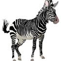 zebra