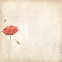 emb poppy antique