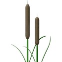 cattails