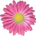 pink daisy