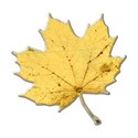 leafyellow