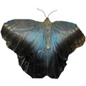 blue and black butterfly