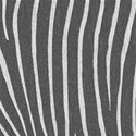 zebra background