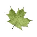 leafgreen