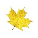 leafyellow