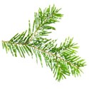 pine branch