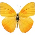 yellow butterfly