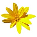 floweryellow