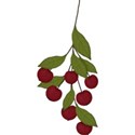 berries01