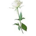 White rose