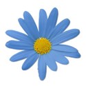 daisyblue