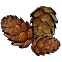 pinecones