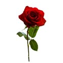 Redrose_1