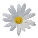 daisywhite