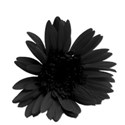 flowerblack