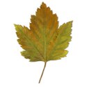 Maple-Leaf-4