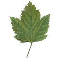Maple-Leaf-2