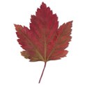 Maple-Leaf-1