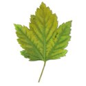 Maple-Leaf-3
