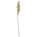 Wheat-2