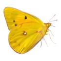 butterfly yellow side