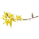 forsythia