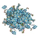 forgetmenotcluster