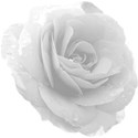 white rose 4