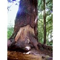 Cathedral Grove