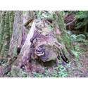 Cathedral Grove