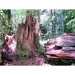 Cathedral Grove