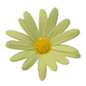 daisyyellow