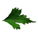 leaf 4