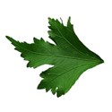 leaf 5