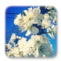 whiteblooms3