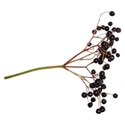 elderberries