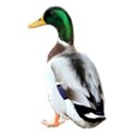 mallard duck