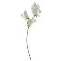 sweet pea white