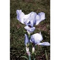 IIris 4