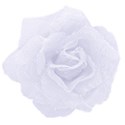 white fabric rose