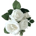 white roses bunch