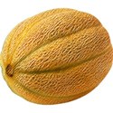 cantaloupe