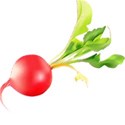 radish 01