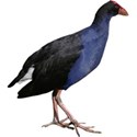 Pukeko_3