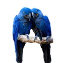 Blue Macaws