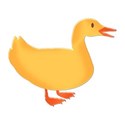 duck